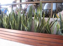 Kwikfynd Indoor Planting
capelscrossing