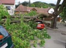 Kwikfynd Tree Cutting Services
capelscrossing