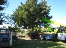 Kwikfynd Tree Management Services
capelscrossing