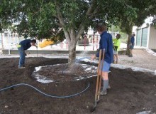 Kwikfynd Tree Transplanting
capelscrossing